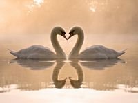 pic for Two Swans 